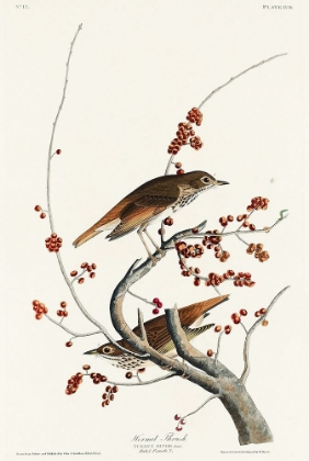 Picture of HERMIT THRUSH