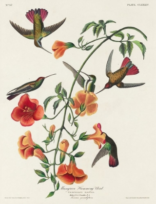 Picture of MANGO HUMMINGBIRD