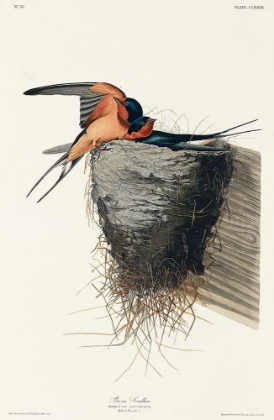 Picture of BARN SWALLOW