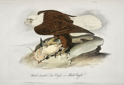 Picture of WHITE HEADED SEA EAGLE OR BALD EAGLE