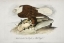 Picture of WHITE HEADED SEA EAGLE OR BALD EAGLE