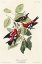 Picture of WHITE-WINGED CROSSBILL