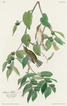Picture of AUTUMNAL WARBLER