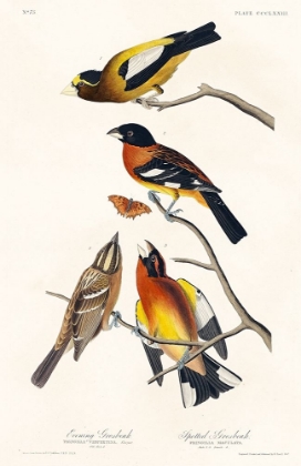 Picture of EVENING GROSBEAK AND SPOTTED GROSBEAK