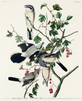 Picture of GREAT CINEREOUS SHRIKE, OR BUTCHER BIRD
