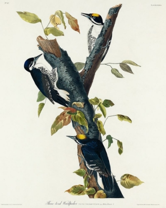 Picture of THREE-TOED WOODPECKER