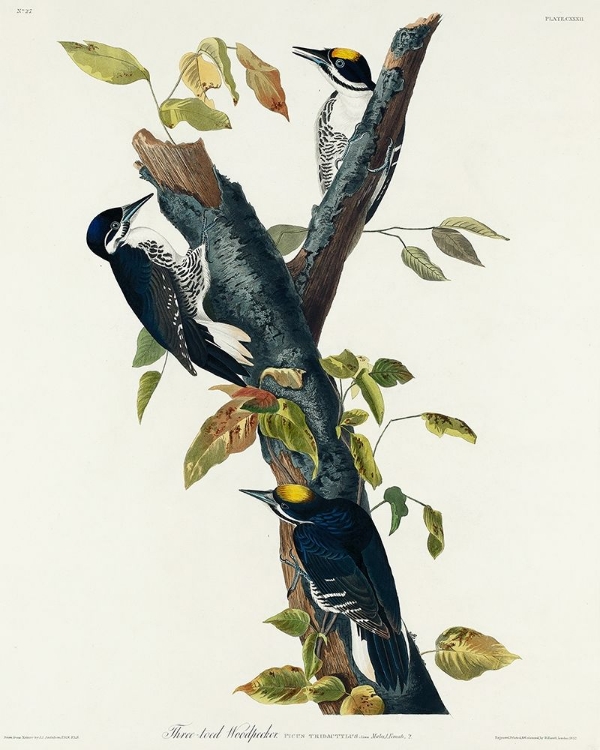 Picture of THREE-TOED WOODPECKER