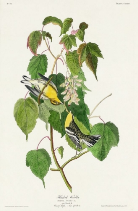 Picture of HEMLOCK WARBLER