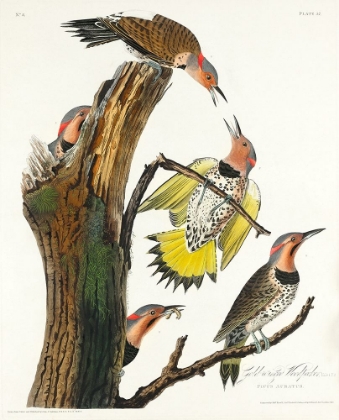 Picture of GOLDEN-WINGED WOODPECKER