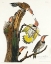 Picture of GOLDEN-WINGED WOODPECKER