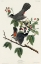 Picture of CAT BIRD