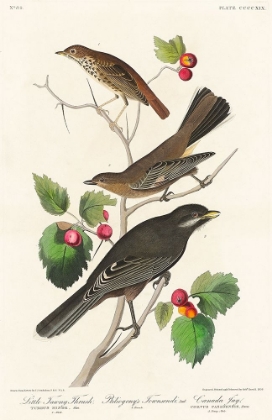 Picture of LITTLE TAWNY THRUSH, PTILIOGONYS TOWNSENDI AND CANADA JAY