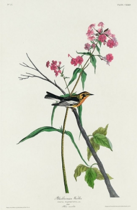 Picture of BLACKBURNIAN WARBLER