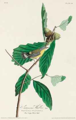 Picture of BLACK AND YELLOW WARBLER