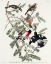 Picture of ROSE-BREASTED GROSBEAK