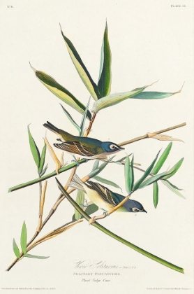 Picture of VIREO SOLITARIUS