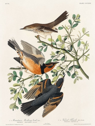Picture of MOUNTAIN MOCKING BIRD AND VARIED THRUSH