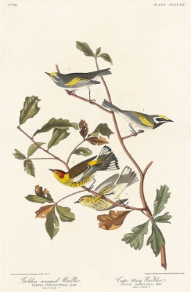 Picture of GOLDEN-WINGED WARBLER AND CAPE MAY WARBLER