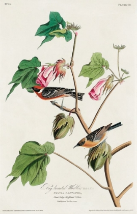 Picture of BAY-BREASTED WARBLER