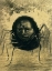 Picture of THE CRYING SPIDER