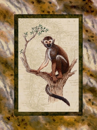 Picture of SQUIRREL MONKEY