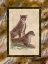 Picture of CHEETAHS
