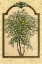 Picture of CLASSICAL LEMON