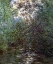 Picture of LE FLEUVE AUX SAULES