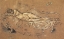 Picture of RECLINING NUDE 1900