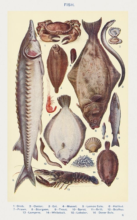 Picture of FISH II