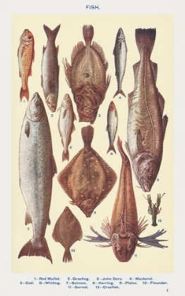 Picture of FISH I