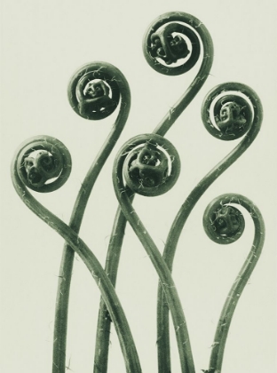 Picture of ADIANTUM PEDATUM (AMERICAN MAIDEN-HAIR FERN)