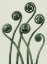 Picture of ADIANTUM PEDATUM (AMERICAN MAIDEN-HAIR FERN)