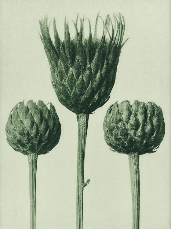 Picture of SERRATULA NUDICAULIS (BARE–STEMMED COMMON SAW–WORT)