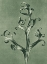 Picture of DELPHINIUM (LARKSPUR)