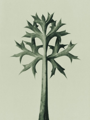 Picture of ERYNGIUM BOURGATII (MEDITERRANEAN SEA HOLLY)