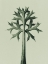 Picture of ERYNGIUM BOURGATII (MEDITERRANEAN SEA HOLLY)