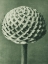 Picture of CEPHALARIA (SMALL TEASEL)