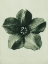 Picture of COBEA SCANDENS (MEXICAN IVY)