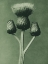 Picture of CIRSIUM CANUM (QUEEN ANNE THISTLE)