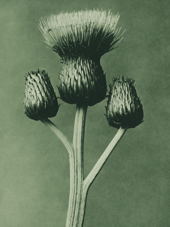 Picture of CIRSIUM CANUM (QUEEN ANNE THISTLE)
