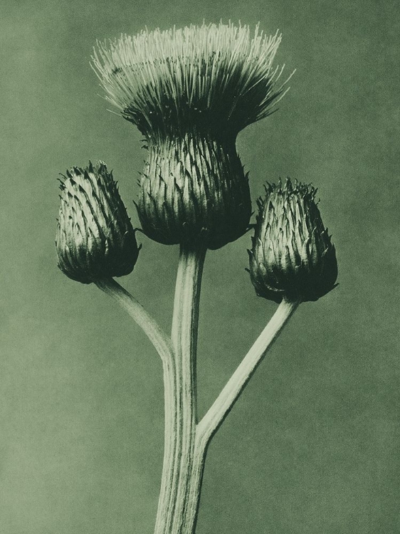 Picture of CIRSIUM CANUM (QUEEN ANNE THISTLE)