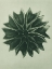 Picture of ABUTILON (LIME MALLOW) 