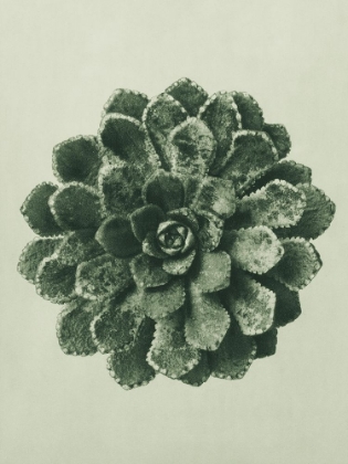 Picture of MARGINED PYRAMIDAL SAXIFRAGE (SAXIFRAGA AIZOON)