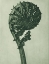 Picture of  ENLARGED 8 TIMES FROM URFORMEN DER KUNST 