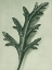 Picture of VERBENA CANADENSIS (ROSE MOCK VERVAIN)
