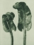Picture of SCOLOPENDRIUM VULGARE (HARTS–TONGUE FERN)
