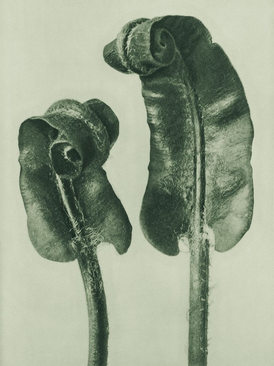 Picture of SCOLOPENDRIUM VULGARE (HARTS–TONGUE FERN)