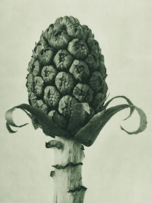 Picture of PETASITES OFFICINALIS (BUTTERBUR)