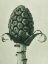Picture of PETASITES OFFICINALIS (BUTTERBUR)